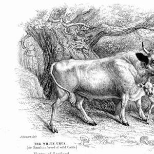 1796 Art Print Collection: February