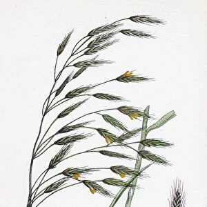 Bromus arvensis, Field Brome-grass
