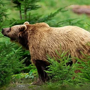 Brown Bear. Ursus Arctos. Europe. Germany. Bayerischer Wald National Park