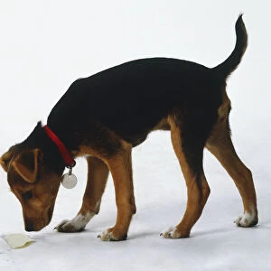 Brown and black puppy sniffing the ground, wearing red collar with tag, tail raised in air, side view