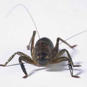 Brown Cricket (Orthoptera), front view, close up