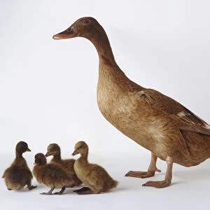 A brown Duck (Anatidae) with four ducklings, side view