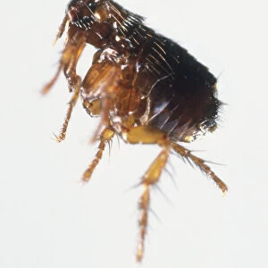 Brown Flea (Siphonaptera), close up