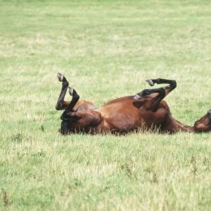 Brown Horse (Equus caballus) rolling around in grass