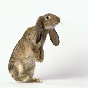 Brown lop-eared rabbit standing on hind legs