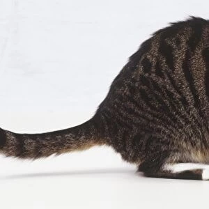 Brown mackerel tabby cat with white markings on chin, chest and feet, wearing blue collar with identity tag, chewing small piece of meat, another piece on floor, side view