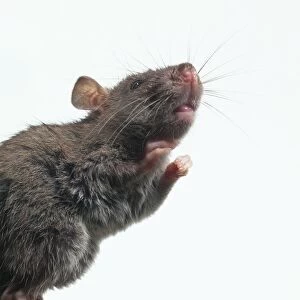 Brown rat (Rattus norvegicus) rearing up