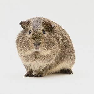 A brown, short-haired Guinea Pig (Cavia porcellus) facing forward
