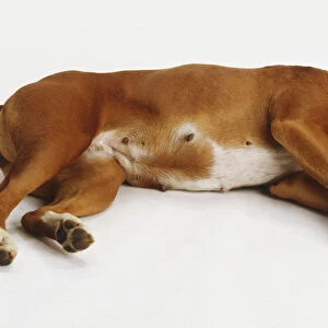 Brown and white Boxer bitch (Canis familiaris) lying on her side, exposing nipples