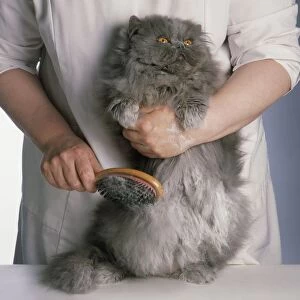 Brushing powder through fur of long-haired Blue Persian cat