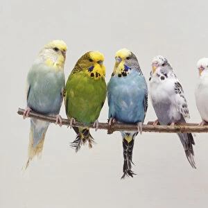 Six Budgerigars (Melopsittacus undulatus) perching side by side on a twig, front view
