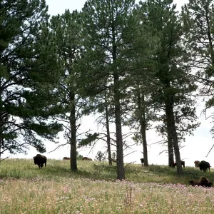 Buffalo. Custer State Park. South Dakota. U. S. A