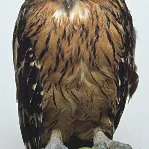 A buffy fish owl perched on a branch facing the viewer