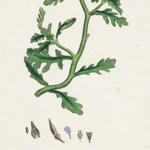 Universal History Archive Collection: Botanical Print