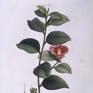 Camellia (Camellia japonica), Henry Louis Duhamel du Monceau, botanical plate by Pierre Joseph Redoute
