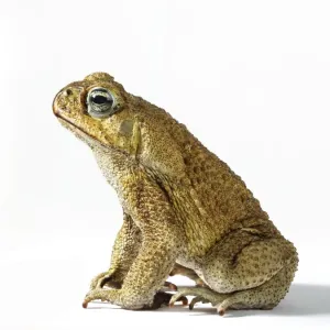Cane toad (Bufo marinus) Print, Side View Cane toad (Bufo marinus) Print, Side View