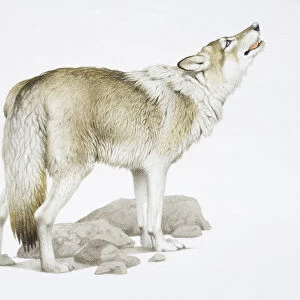 Canis Lupus, Grey Wolf raising its head while howling