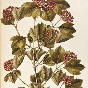 Caprifoliaceae, Guelder Rose or Water Elder (Viburnum opulus), Deciduous shrub cultivated and spontaneous in Italy, by Giovanni Antonio Bottione, watercolor, 1765