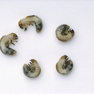 Five chafer larvae (Scarabaeidae)