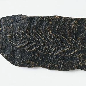 Charniodiscus (Sea pen) fossil, leaf-like impression on dark surface, late Precambrian era