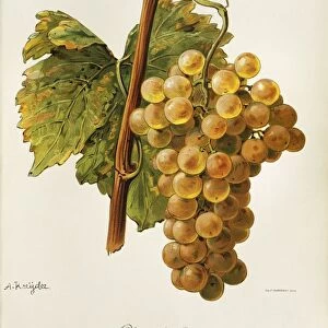 Chasselas dore grape, illustration by A. Kreyder