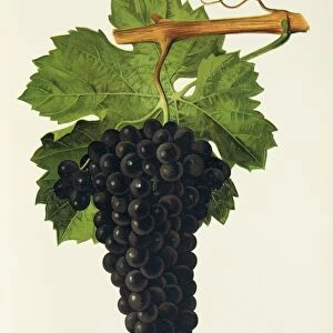 Chenin Noir grape, illustration by J. Troncy