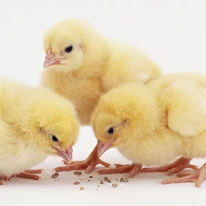 Three Chicks (Gallus gallus) pecking