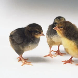 Three chicks (Gallus gallus) standing in a group