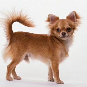 Chihuahua dog standing in profile