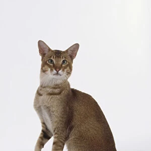 Chocolate Ticked Tabby Oriental shorthaired cat with green eyes and svelte body, sitting with right fore paw raised slightly