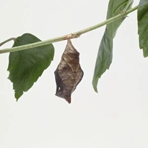 Chrysalis hanging from a branch, surrounded by leaves