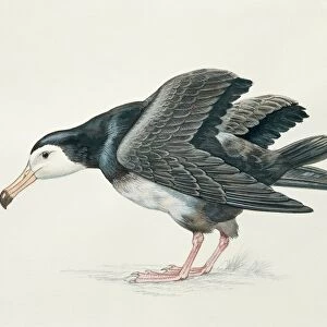 Close-up of an amsterdam albatross (Diomedea Amsterdamensis)