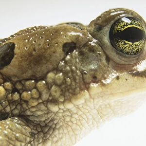 Close-up of European Green Toad (Bufo viridis)