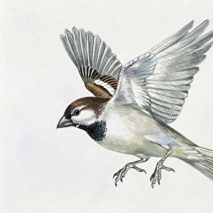 Close-up of a sparrow flying (Passerus Domesticus)