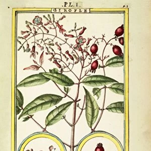 Clove (Caryophyllus Aromaticus), watercolour by Delahaye, 1789