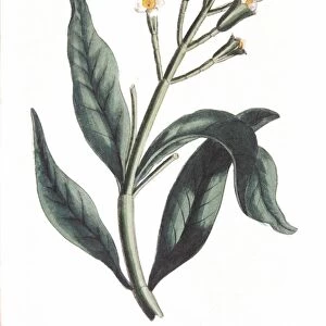 Clove - Eugenia aromatica: Native to Moluccas or Spice Islands, Indonesia. Dutch