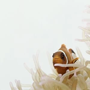 Clownfish (Amphiprion sp. ) swimming against sea anemone, close-up