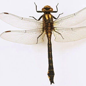 Club-tailed dragonfly (Gomphus Vulgatissimus)