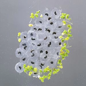 Clump of frog spawn (anura) beginning to develop, close up