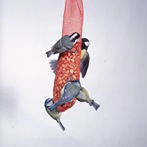 Coal Tit, Great Tit, and Blue Tit, birds feeding on peanuts in mesh bag