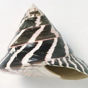 Commercial Trochus shell (Trochus niloticus), close up