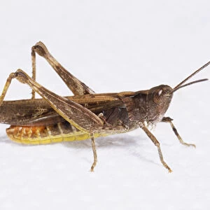 Common Field Grasshopper (Chorthippus Brunneus) in profile