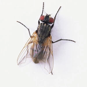 Common House Fly (Musca domestica), view from above