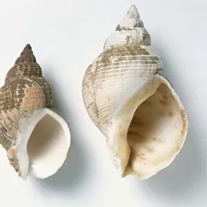 Two Common Northern Whelk shells (Buccinum undatum), close up