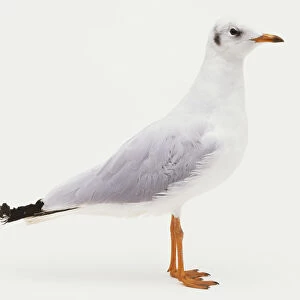 Common Seagull (Larus canus), side view