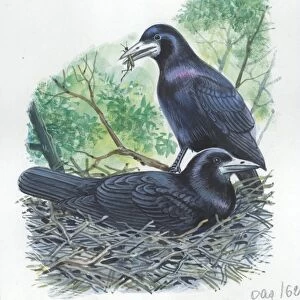 Couple of Rooks Corvus frugilegus, male brings food to female while she is incubating eggs, illustration
