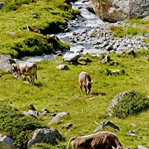 Cows, Susten pass, Switzerland
