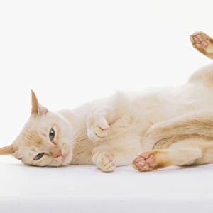 Cream coloured Burmese cat lying on side, looking at camera