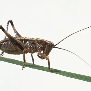 Cricket on a leaf, close up