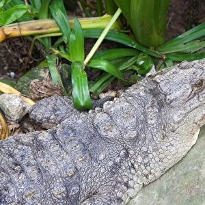 Crocodile. Zone of Higuey. Hispaniola. Dominican Republic. Caribbean